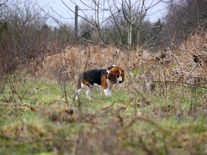 Think Dog - Éducateur Et Comportementaliste Canin À Lille, Dresseur De Chiens à Lezennes