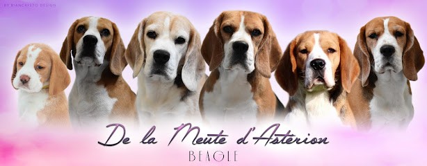 de la meute d'astérion, Eleveur de Chiens à Attenschwiller