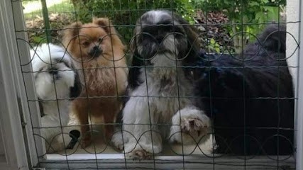 SHOWNOW - Elevage Canin - Spitz Nain Poméranien - Shih Tzu - Biewer Terrier, Eleveur de Chiens à Villiers-le-Mahieu