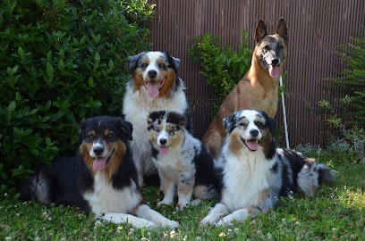 Elevage bergers australiens des Légendes d'Aenarok, Eleveur de Chiens à Hangest-en-Santerre