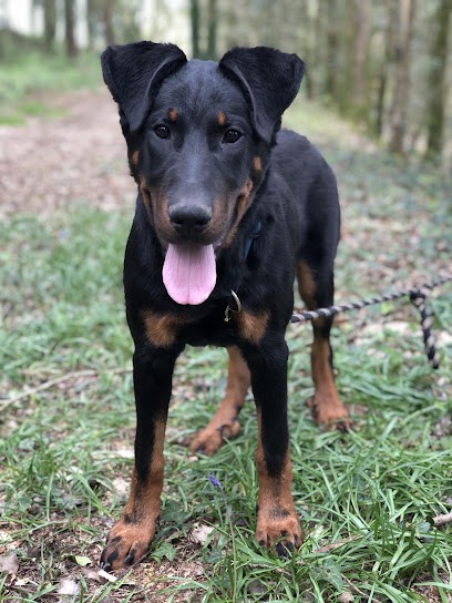 La maison de Savenol, Pension pour Chiens à Meslan