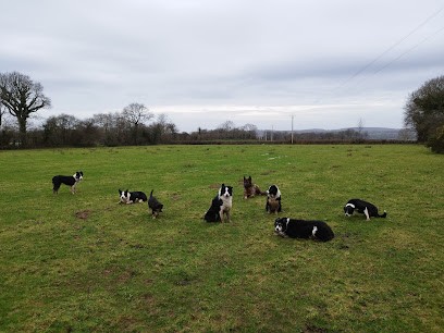 Dog Sheep&co, Dresseur de Chiens à Néhou
