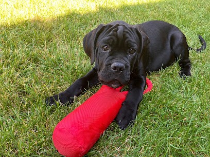 Elevage familial des Cerbére du Corsaire (exclusif Cane Corso Italino), Eleveur de Chiens à Houtkerque