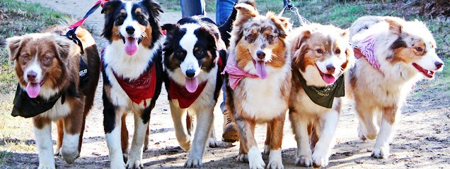 La Dune d'Ozalee, Eleveur de Chiens à Conflans-sur-Anille