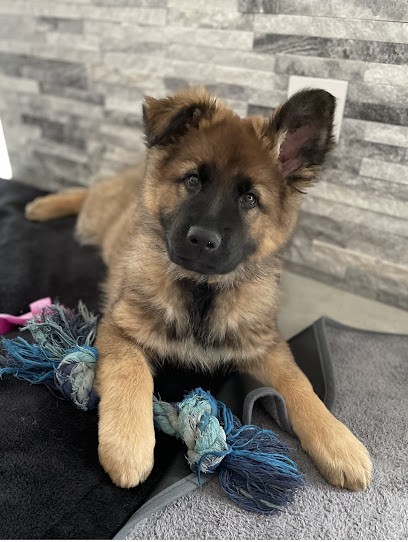 La Bergerie Du Lac, Eleveur de Chiens à Montauroux