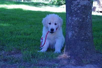 Elevage Golden Retriever Du Placis Verdys Romillé 35 Ille Et Vilaine Bretagne, Eleveur de Chiens à Romillé