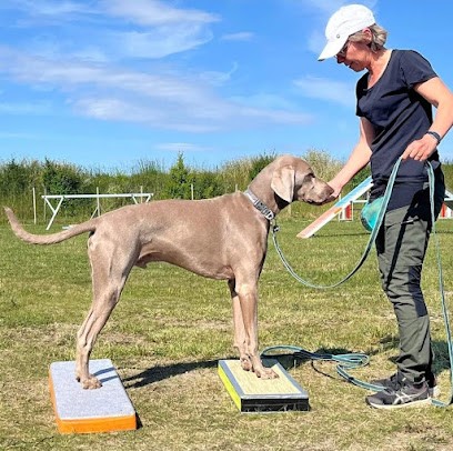 CQFDog - Educateur Comportementaliste Canin, Dresseur de Chiens à Varennes-Jarcy