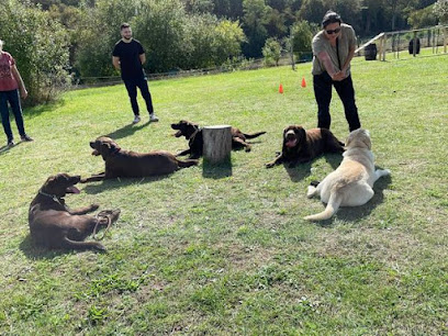 Dog Training, Dresseur De Chiens à Précy-sur-Vrin