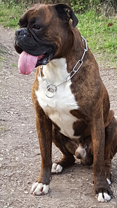 Sale Cabot (Rémy Simon) Educateur Comportementaliste Canin Dresseur De Chiens à Mazan