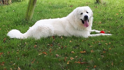 Élevage du Domaine des Loups-Mer: Éleveur de Dalmatien, Beagle, Berger de Podhale - Tatra, Pomsky dans le Pas-de-Calais, Eleveur de Chiens à Escoeuilles