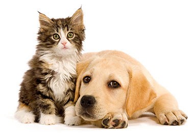 Pension T'2 Bon Poil, Pension pour Chiens à Gréez-sur-Roc