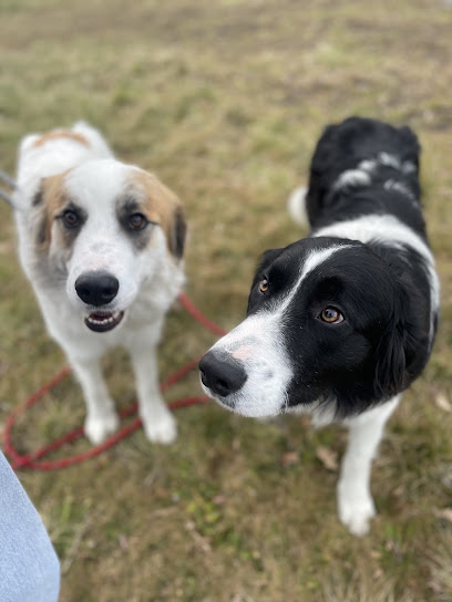 Paradis Des Pattes, Pension Pour Chien à Saint-Martin-d'Uriage