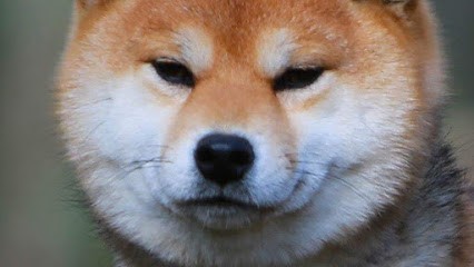 Elevage Shiba Inu Temple Eikan Do Maryna Coueffe, Eleveur de Chiens à Saint-Evroult-de-Montfort