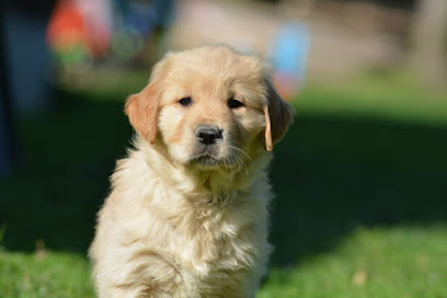 Élevage D'opale - Golden Retriever, Éleveur De Chiens à Couffy
