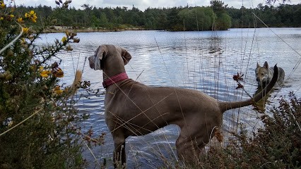 Chien Positif, Dresseur de Chiens à Poitiers