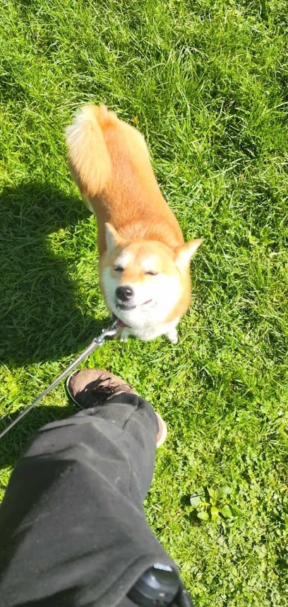 Augardiendes4pattes, Pension pour Chiens à Jouy-sur-Morin