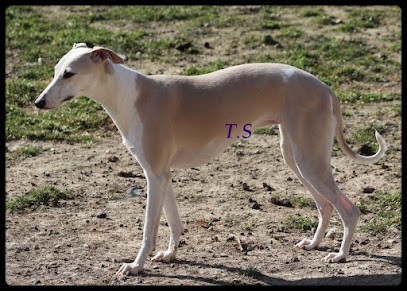 Elevage De La Truffe Sacrée, Eleveur de Chiens à Aillas