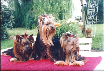 coucke,elevage de york, Eleveur de Chiens à Méry-Bissières-en-Auge