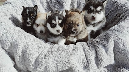 Les Louveteaux du Sous-Bois, Eleveur de Chiens à Anneux