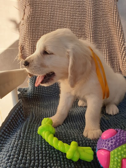 La Foret des Pyramides chien de france, Eleveur de Chiens à Chédigny