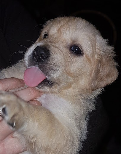 Tribu de Bouba, Eleveur de Chiens à Cornil