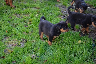 Elevage Of Eternal Caya, Eleveur de Chiens à La Forêt-du-Parc
