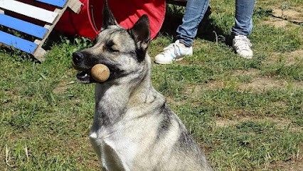 Uni-vers Canin 34, Dresseur de Chiens à Maraussan