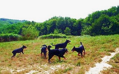 HERES THE WILD, Pension pour Chiens à Cagnotte