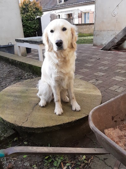 Educaninus éducateur Canin, Dresseur de Chiens à Vanlay