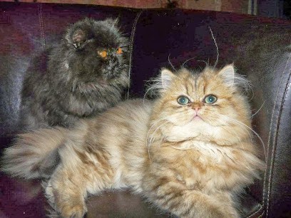 Kassouloa Cat & Dog, Eleveur de Chiens à Ollioules