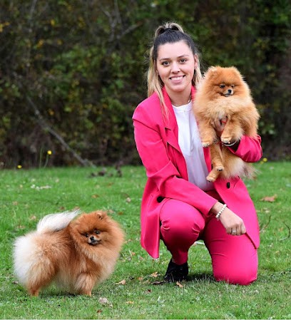 One Pom A Time Elevage du spitz nain/Pomeranian, Eleveur de Chiens à Fontenay-Saint-Père