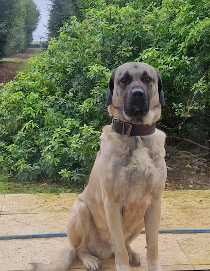 4 Pattes Et Cie, Éleveur De Chiens à Rom