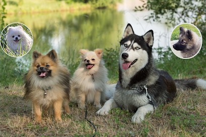 Elevage Pomsky Passion - Sandra David, Eleveur de Chiens à Noé