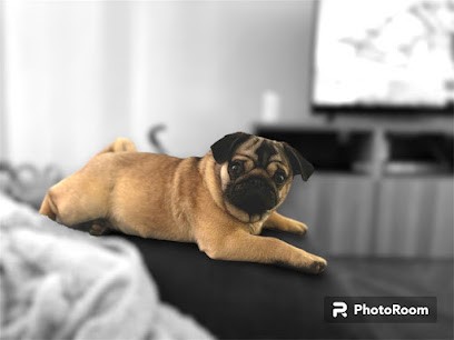 EC Carlinous, Eleveur de Chiens à Saint-Yrieix-sur-Charente