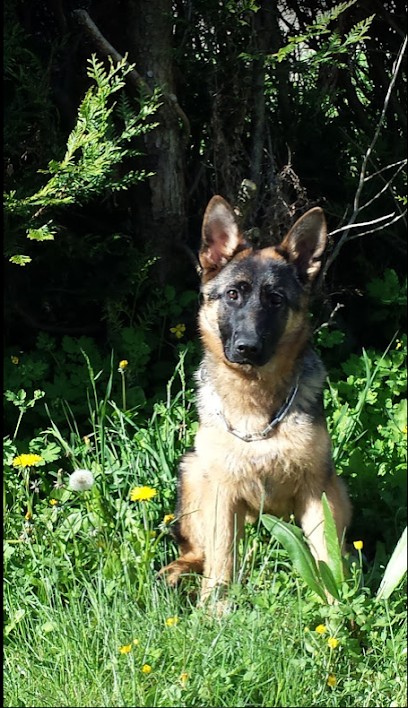 Le Domaine D'Altais, Pension pour Chiens à Mons