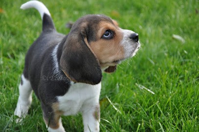 Chenil de l'Ecotay : Elevage et Pension canine, Eleveur de Chiens à Baguer-Morvan