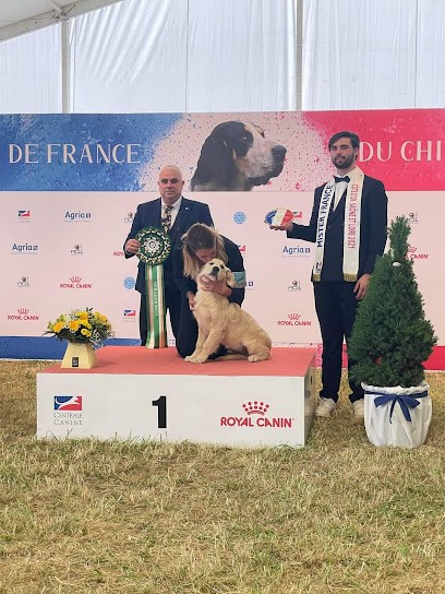 Elevage peace and love Golden Retriever, Eleveur de Chiens à Grosmagny