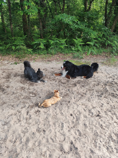 Pension Canine Loulous Landes Pension Pour Chien à Soustons
