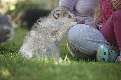 Click N' Cool, Dresseur de Chiens à Noailhac