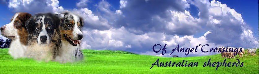 Elevage bergers australiens Of Angel'Crossings, Eleveur de Chiens à Gosné