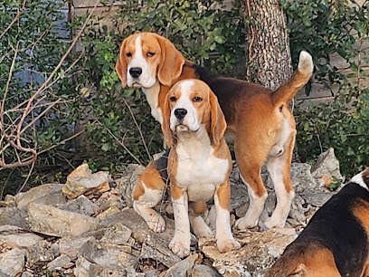 Elevage chiots beagle Lou Crystal Song chiots Var PACA, Eleveur de Chiens à Tourves