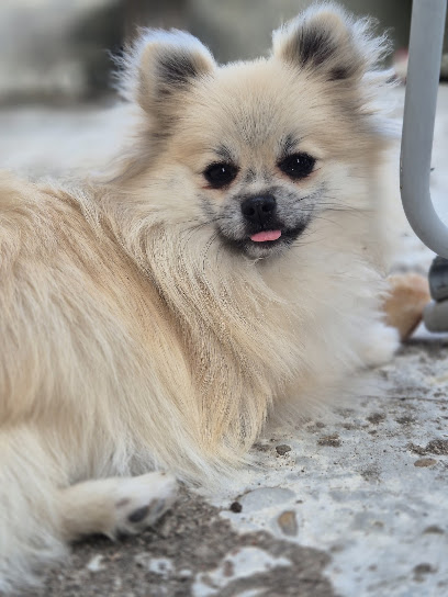Élevage Un Poil Craquant Éleveur De Chiens à Ballan-Miré