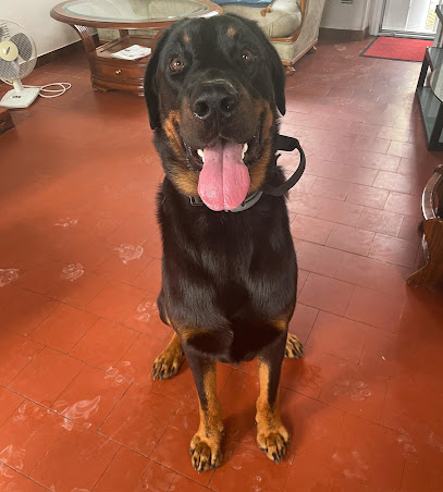 Pawsitive Dresseur De Chiens à Châtillon-sur-Cher