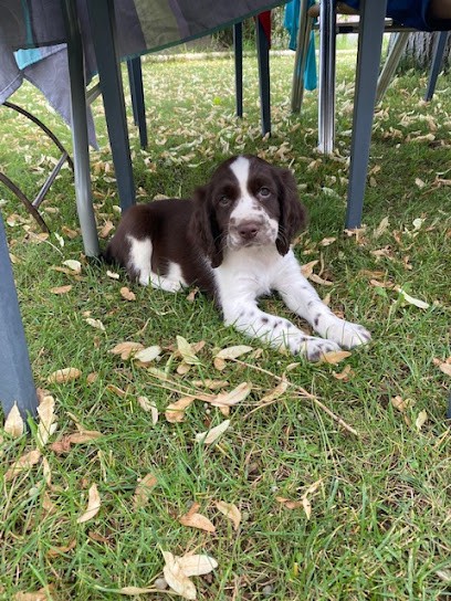 La Chênaie D'Aaron, Pension pour Chiens à Corneilhan