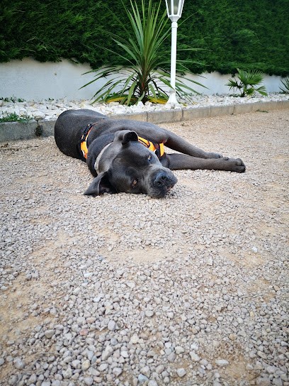 GuiDog, Dresseur de Chiens à Vézeronce-Curtin