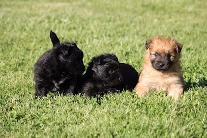 Éleveur de chiens Berger des Pyrénées : Élevage du Pic d'Arbizon, Eleveur de Chiens à Vic-en-Bigorre