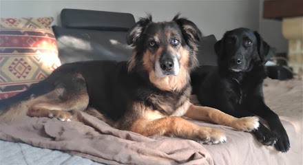 Chien Seul à La Maison, Dresseur de Chiens à Sadirac