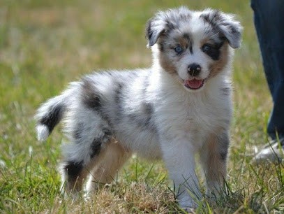 Fanny chalet Breeding, Eleveur de Chiens à Sermérieu