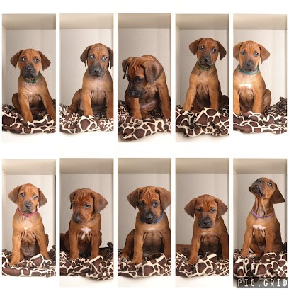 Ukuwolana Rhodesian Ridgebacks, Eleveur de Chiens à Savigny-Poil-Fol