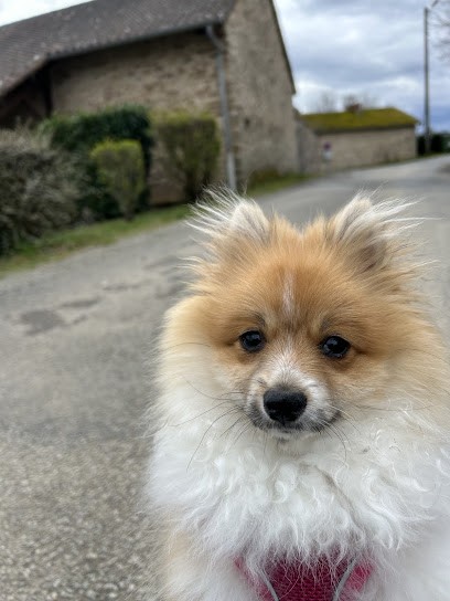 Élevage JB, Eleveur de Chiens à Saint-Laurent